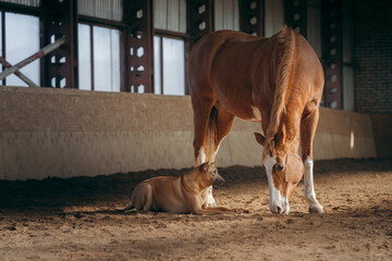 Wall Mural - dog and a red horse in the stable. Thai Ridgeback. Animals communicating with each other 