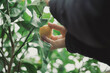 © Gajus - Hands of a child picking a homegrown mandarin from a tree