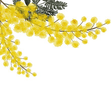 Mimosa Yellow Spring Flowers Watercolor With Transparent Background