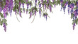 Wisteria blossom watercolor with transparent background