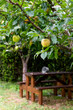 Apple tree with apples growing in a rural garden