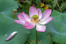 A Fading Lotus Flower Retains Its Beauty