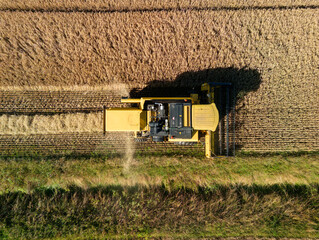 Canvas Print - Birds eye aerial view of a combine harvester cutting the golden wheat grain crop in the English Countryside farmland