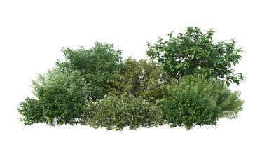 Shrubs and flower on a transparent background
