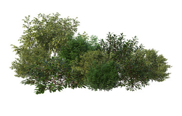 shrubs and flower on a transparent background