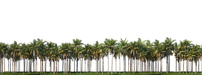 Wall Mural - Palm garden on a transparent background
