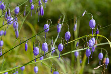Abundant Bloom Of Bluebell Soddy (lat. Campanula Cespitosa)