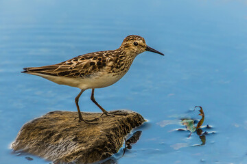 Wall Mural - a rare long-toed stint , calidris subminuta, standing on a small rock by the lake