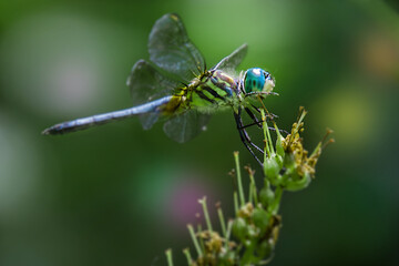 Wall Mural - a dragonfly on a green leaf by the pond with flowers in the background