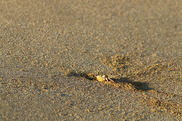 Sand crab on the shores of the Mediterranean Sea.