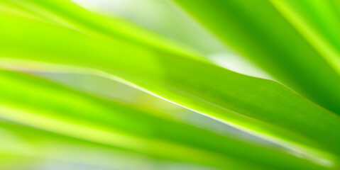 Poster - Concept nature view of green foliage on blurred greenery background, sunlight with copy space using as background natural green leaf plants landscape, ecology, fresh banner wallpaper concept