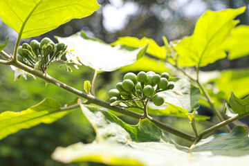 Turkey berry branch on tree in the garden.green Turkey berry or Eggplant.raw material for thai food.