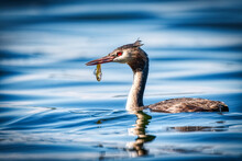 Great Crested Grebe With Fish In Its Beak