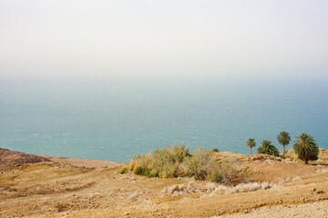 several palm trees grow on the shore of the dead sea  