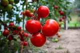 Fototapeta Fototapety do kuchni - pomidor Solanum lycopersicum. hodowla. rolnictwo, kuchnia