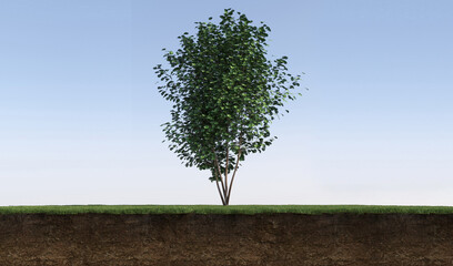 Wall Mural - tree on the grass and a slice of soil under it, 3d render