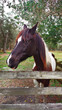 Horse Face Front body on a wooden fence Brown, White, Red