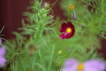 beautician, perennial, daisy-like flower, purple daisies close-up on a purple background, purple daisies, abstract photo out of focus, burgundy daisies with a yellow center