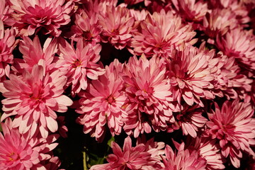 pink flowers background