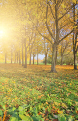 Wall Mural - sunlight between yellow trees in green grass