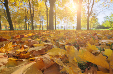 Sticker - golden leaves in fron of autumn maple sunny trees