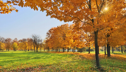 Wall Mural - golden autumn park with bright trees