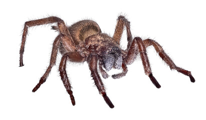 Wall Mural - isolated dark brown wolf spider