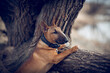 Ginger puppy miniature bull terrier is standing by a tree.