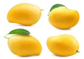 Wall Mural - Mango isolated collection. Ripe yellow thai mango on white background. Tropical fruits.