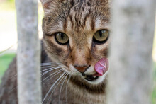 The Green-eyed Cat Licks His Lips After A Delicious Meal.