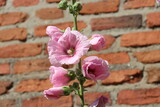 Fototapeta  - Duże różowe malwy Alcea na tle ceglanej ściany