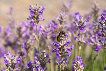 Wall Mural - striped bumblebees and bees collect nectar and pollinate purple lavender flowers