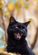 Verärgerte schwarze Katze faucht aufgeregt
