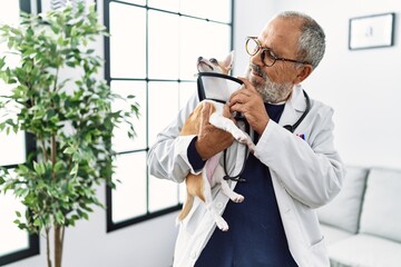 Wall Mural - Senior grey-haired man wearing veterinarian uniform holding chihuahua with elizabethan collar at vet clinic