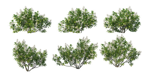 Wall Mural - Shrubs and plant on a transparent background
