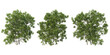 © jomphon - Shrubs and plant on a transparent background