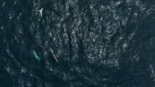 4K Slow Motion Aerial View Of Dolphins, Drone