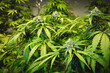 Maturing marijuana plant leaves and flowers