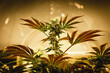 Indoor marijuana plant of legal licensed cannabis industry facility