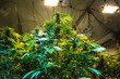 Flowering indoor marijuana plants under artificial lights