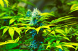 Up close maturing marijuana plant with visible bud flower
