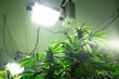 Legal Marijuana plants under artificial light