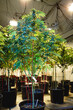 Indoor marijuana plant garden in licensed facility