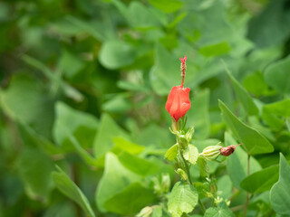 Wall Mural - Turk's Cap Flower Against Green Background