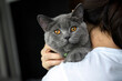 People holding a handsome young cat Close-up in front of a looking cat, a woman in a white shirt puts a cat on her shoulder. A warm hug, a blue British Shorthair cat. Pure breed, beautiful appearance