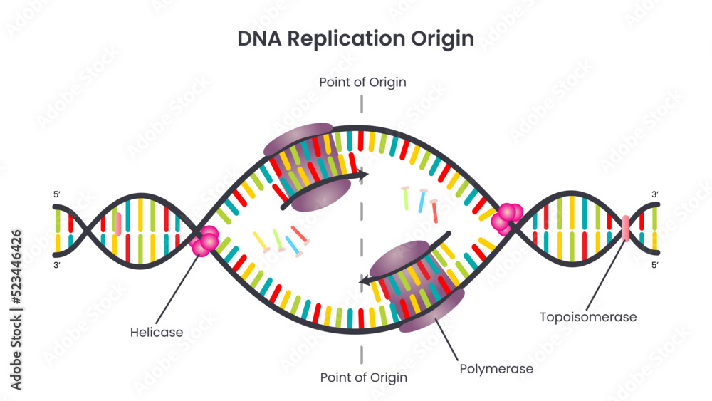 DNA Replication Point of Origin or Replication Bubble Stock Vector ...