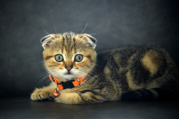 Wall Mural - scottish fold kitten wearing an orange necklace Posing in a squat position The picture looks outstanding. cute little striped kitten A good and beautiful pedigree is playing on the dark gray sofa.