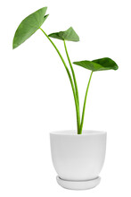 Green Plants In White Elephant Ear Pots Isolated On Transparent Background