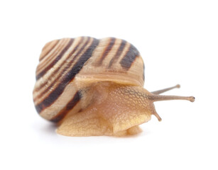 Wall Mural - One striped snail.