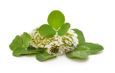 Sticker - Clover blossom with leaves.